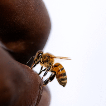 No Quênia, picadas de abelha ganham espaço como tratamento alternativo para doenças crônicas